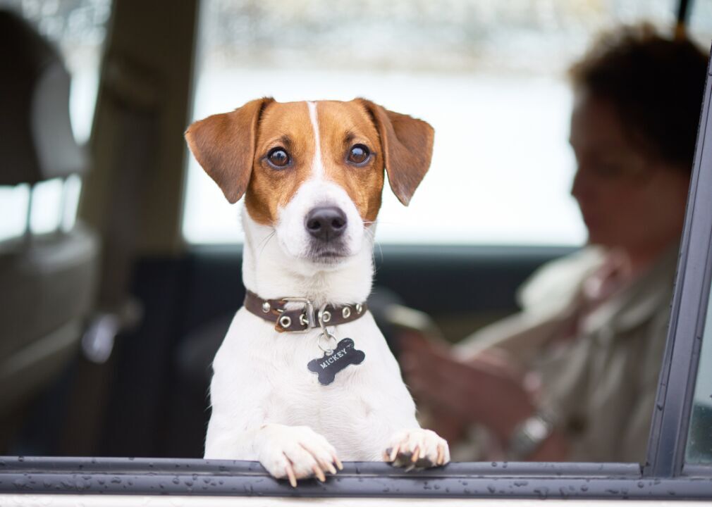 Dog Park Best Practices for New Pet Owners | Pets 47 Research the requirements